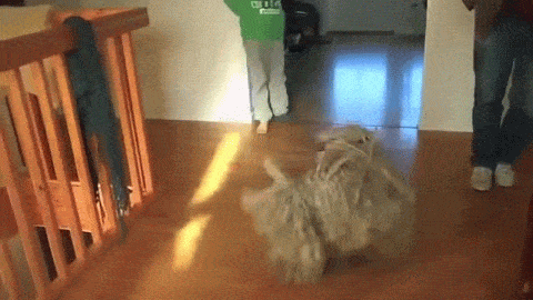 GIF Puli : Puli, chien, serpillère