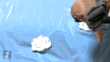 GIF chihuahua : chihuahua, dragon, fly, voler, i-believe-i-can-fly