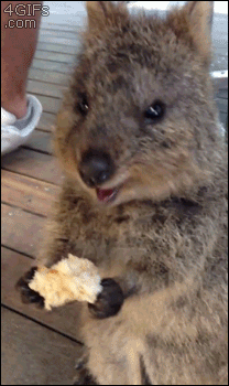 GIF quokka : quokka, manger, mange, miam, diner, dejeuner, gouter, petit-dejeuner, eat